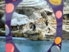 -帝企鹅自助餐厅•儿童岛•真企鹅(长隆企鹅酒店)