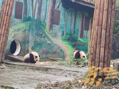 -中国大熊猫保护研究中心雅安碧峰峡基地