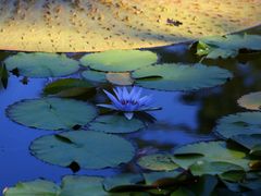 -国家植物园南园