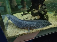 -正佳自然科学博物馆