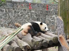 -都江堰中华大熊猫苑