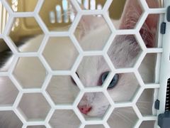 -宠颐生猫科·内科皮肤科(西平世纪城店)