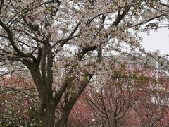 -高东镇樱花园