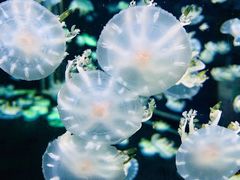 -太平洋海底世界