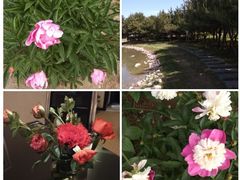 -阿尔丁植物园