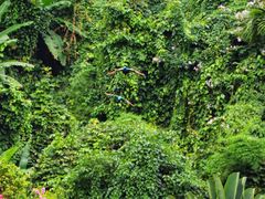 -西双版纳原始森林公园