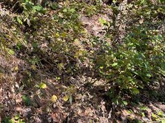 -帽儿山国家森林公园