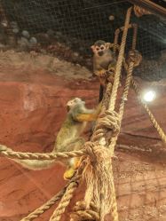 -Zoolung Zoolung动物主题公园(海信广场店)