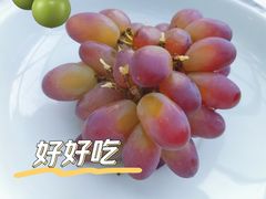 -梧桐