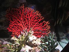 -暹罗海洋世界