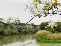 -广东花都湖国家湿地公园