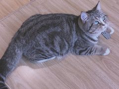 -啵啵喵·猫咖(攀华国际店)