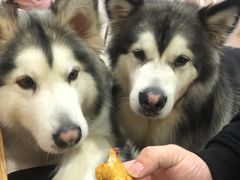 -李小姐の猫咖啡馆(五角场店)