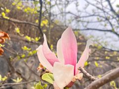 -江南天池