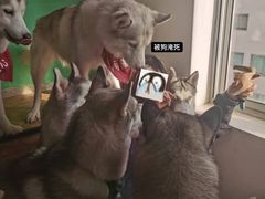 -Husky Go! 哈士奇体验馆·宠物咖啡厅狗咖