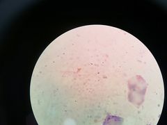 -艾贝尔宠物诊疗