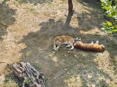 -西霞口神雕山野生动物世界