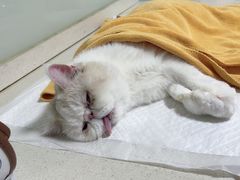 -乐派堂宠物医院·猫友好· 心脏科(东街店)