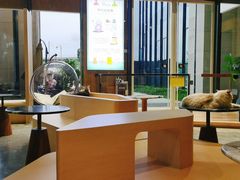 -瞄一喵猫咖(格力海岸店)
