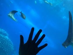 -珠海长隆海洋王国