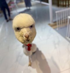 -Moni星球萌宠·小马宝莉·灵蛇·高端高阶全萌宠互动体验俱乐部(红豆国际广场店)