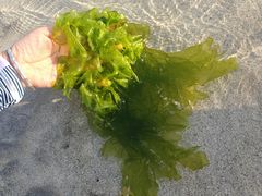 -咸德海水浴场
