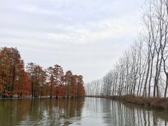 -池杉湖湿地公园