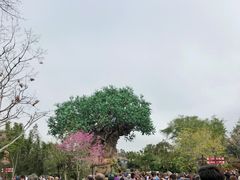 -奥兰多迪士尼动物王国乐园