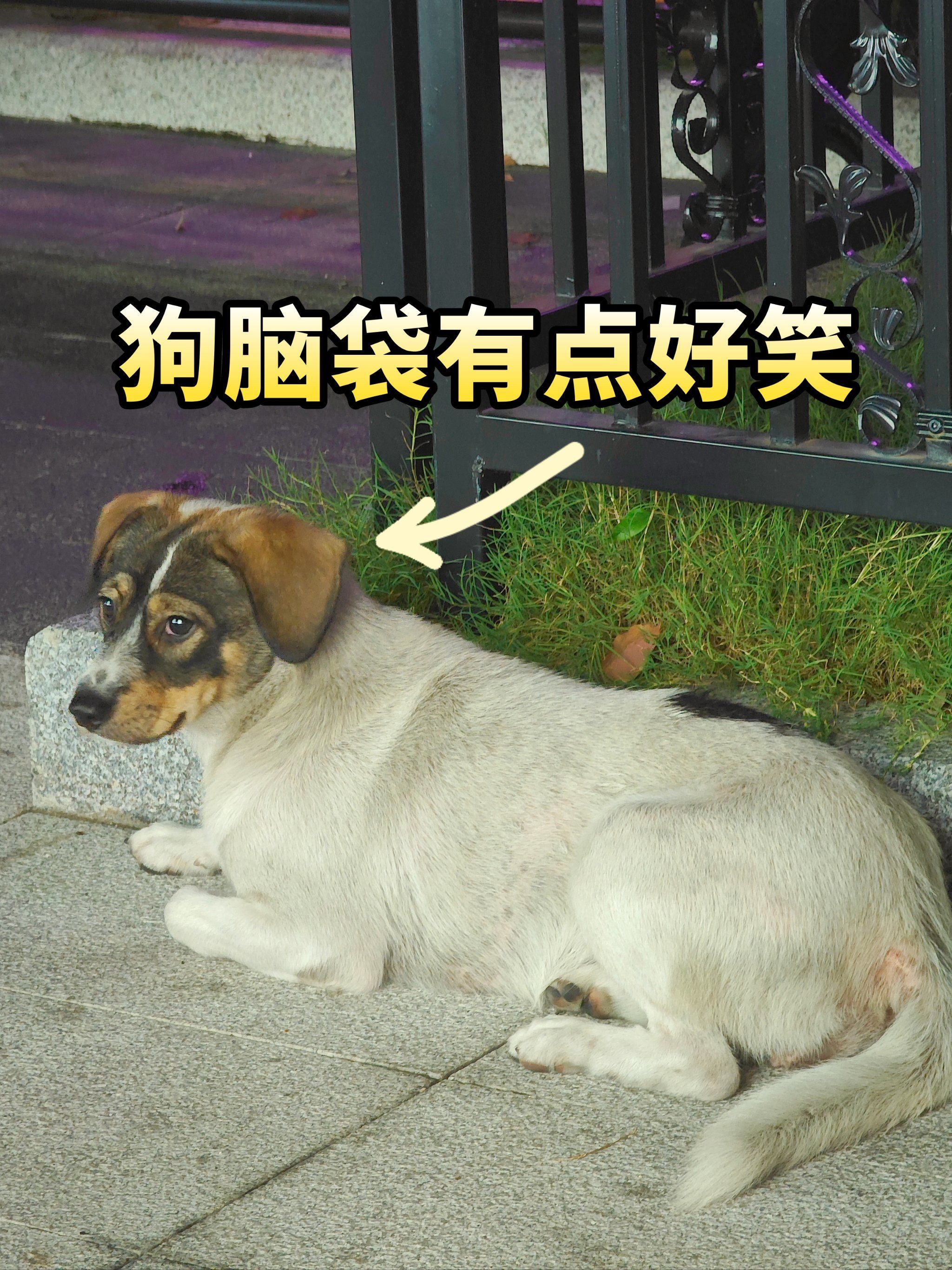 偶遇一只长92有点搞笑的狗狗[笑脸]