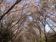 -樱花山风景区