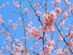 -顾村公园