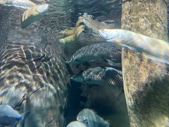 -上海海洋水族馆