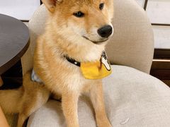 -逗柴咖啡屋·狗咖猫咖宠物桌游