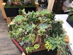 -荷兰花海