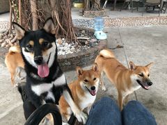 -柴犬高等学院·狗咖·柴犬售卖·宠物训练