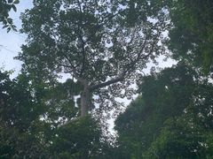 -武吉知马自然保护区