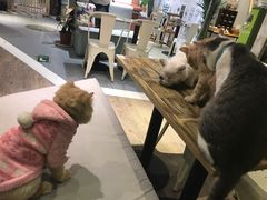 -小时光咖啡馆(开森度假森林店)