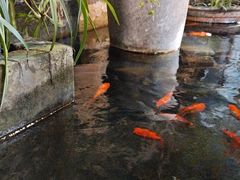 -夹夹大·蟹蟹大排档(财富又一城店)