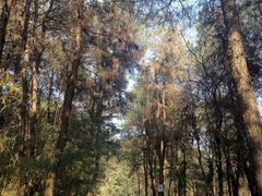 -铁山坪森林公园