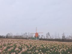 -荷兰花海