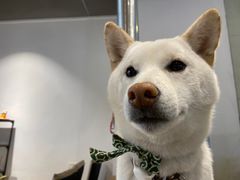 -柴务处·柴犬主题狗咖