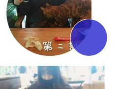 -吉丁鸟咖·异宠·寄养