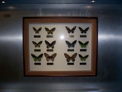 100_3927-上海昆虫博物馆