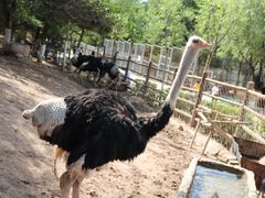 -青藏高原野生动物园