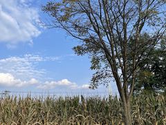 -黄椅山火山森林公园