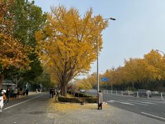 -三里屯东五街银杏大道
