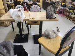 -猫咪咖啡店(新城大街店)