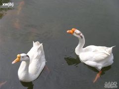 SI852006-蟹岛开饭楼