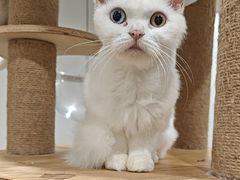 -楼上猫咖(罗湖店)