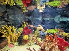 -上海海洋水族馆